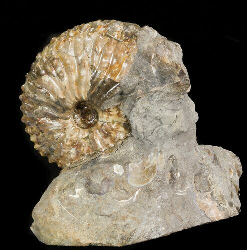 Hoploscaphites Nebrascensis Ammonite - South Dakota #43933